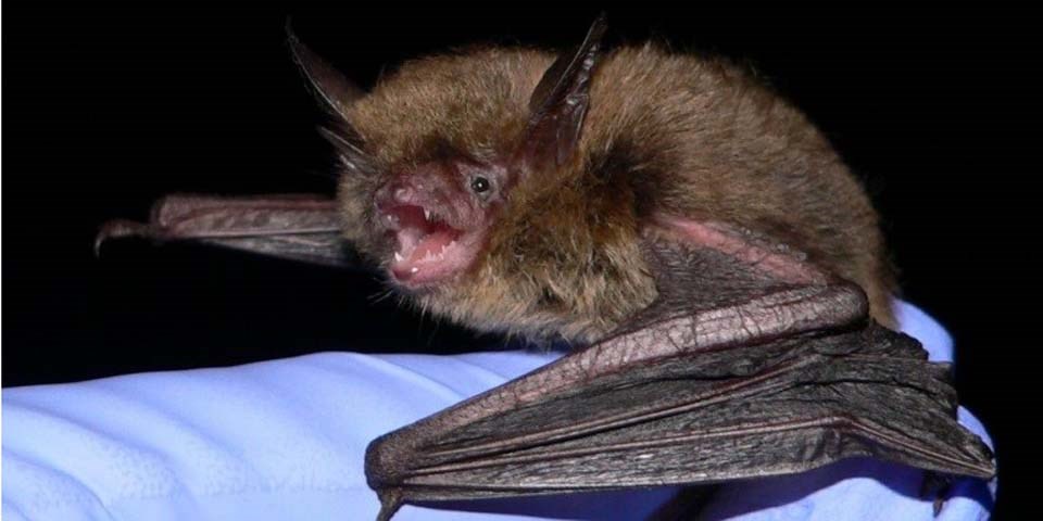 bat