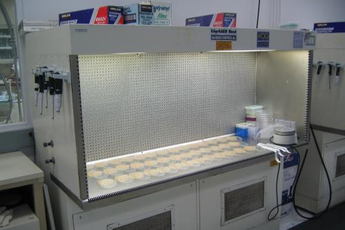 laminar-flow-hood picture of a laminar flow hood with petri dishes inside