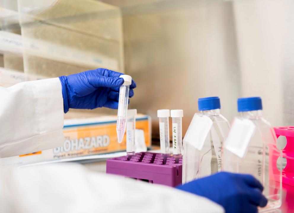 Photo of gloved hands working inside a biosafety cabinet